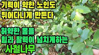 화두충―원기회복,강장,스태미너증진,혈액순환촉진,진정 효과,고혈압,동맥경화,심혈관질환,관절염,관절통,신경통,요통,견비통,생리통,생리불순,이뇨,발한에 효능이 있는 약초