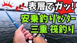 三重筏釣【安乗釣りセンター】初心者におすすめサビキで青物狙える筏でヤツをガッ！てする