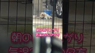 オムツをした介護ワンでもどうかフィラリア予防はされてますように… #老犬介護 #シニア犬 #柴犬 #柴犬のいる暮らし