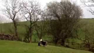 Herdwick lamb