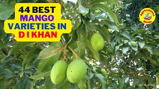 44 Best Mango Varieties in D I  Khan (KPK, Pakistan)