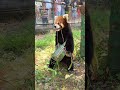 daddy makes gifts for little pandas shorts cuteanimals cutepanda cute redpanda love animals