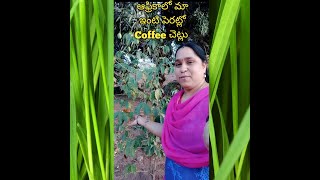 ఆఫ్రికాలో మా ఇంటి పెరట్లో #Coffee చెట్లు Coffee పువ్వులు #Coffee plants Coffee#Flowers