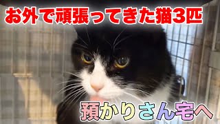 【人馴れ訓練】家庭の温もりを感じて貰う為預かりさん宅に移動【Moving rescued cats】