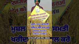 pb 140 #/ super mushal #/ਪੂਸਾ ਬਾਸਮਤੀ 1401 ਝੰਡਾ, ਬਿਮਾਰੀ ਨਾ ਲੱਗਣ ਦੀ ਸੁਣੋ ਕਿਸਾਨ ਦੀ ਜ਼ੁਬਾਨੀ