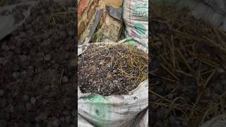 Gardeners Best organic fertilizer rabbit droppings #youtubeshorts #viral #shorts #short #manure