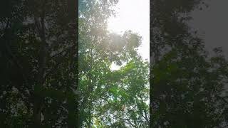 പ്രകൃതി ഒരു സംഭവം തന്നെ #viral #trending #nature