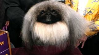 Best in Show: Westminster Dog Show 2012 Ends With Crowning of Malachy, a Pekingese, as Top Dog