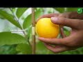 🌿Ready to grow your own guava tree at home, The best compilation of guava tree propagation