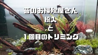 60cm水槽立ち上げから16日後までの経過動画です。