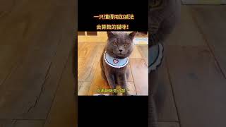 一只成精的猫咪，竟然会使用加减法来算数。 #猫咪的迷惑行为 #猫咪 #动物成精系列