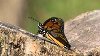 Conservation Connect: Monarch Tagging