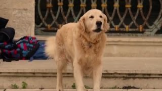 Ecco "Italo", il cane protagonista al cinema e cittadino onorario