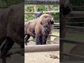 カラスとアメリカバイソン🐂グランくん おびひろ動物園 アメリカバイソン shorts