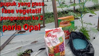 Pemupukan ke 2 tanaman paria/pare opal