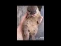 Cute baby animals Videos Compilation cute moment of the animals #15 Cutest Animals 2023