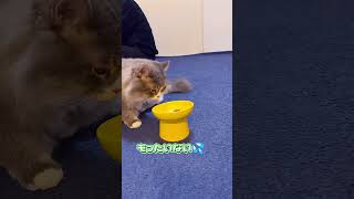 子猫にめちゃくちゃ怒られる短足マンチカン💢【関西弁猫】#shorts #cat #猫 #アフレコ #猫動画 #関西弁#子猫