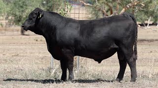 Lot 109 BHR23U694 Dunoon Autumn Sale 2025