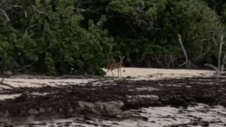 A Tropical Escape: Exploring Culebra and the Stunning Playa Flamenco