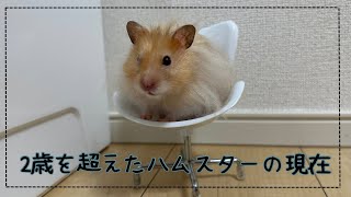 【高齢ハムスター】2歳になりました