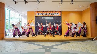 [4K] 吉祥桜樹　ちかよさ 2019