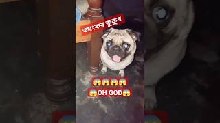 ভয়ংকৰ এটা কুকুৰ || এইতো কুকুৰৰ পৰা সাৱধান|| Bewere this dog