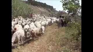 Transhumance  à VENDRES 28 05 2015