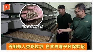 黑水虻助力 用生命循环之理解救环境危机