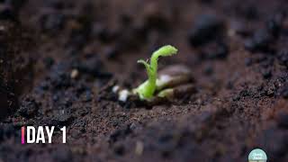 Seed germination time lapse of Chickpea (Bengal Gram/Chola sprout growth)