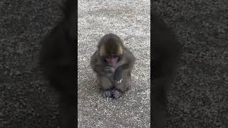 大分の高崎山のお猿さん🐒♡