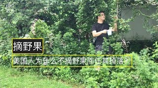 摘野果！美国人为什么不摘野果而任其掉落？