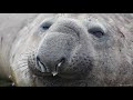 Southern Elephant Seals