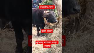 #পাথরডি কাড়া লড়াই #purulia #kara #lorhai#viralvideo  পূর্নচন্দ্র মাহাত পেনাদা ( jharkhand )