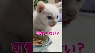 産まれたばかりの赤ちゃん猫を保護してから成長するまでの総集編