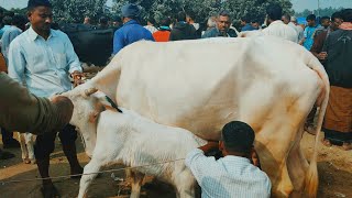 @আজ ১৪ জানুয়ারি ২৪ | ফ্রিজিয়ান বাচ্চাসহ গাভী গরুর দাম | আফতাবগঞ্জ হাট | দিনাজপুর