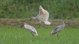 ３世トキをイクメン中