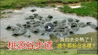 桃源谷步道~大溪→貢寮