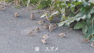 絶滅危惧種⁉️    すずめ日記　野毛桜堤　2024年12月7日