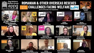 Romanian & Other Overseas Rescues: Challenges Facing Welfare