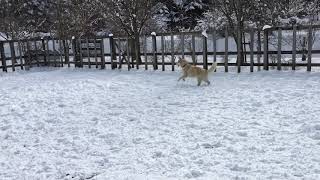 ハスキー犬　放牧だ♪