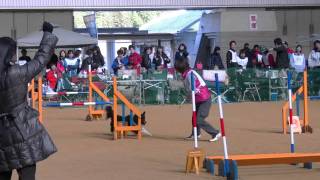 11/26　京都アジリティクラブ競技会＠ドラハ　エヴァンＪＰ２