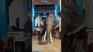 കൊമ്പന്മാരിൽ വമ്പൻ ഇവൻ ചെന്താമരാക്ഷൻ❤️🐘 #aana #guruvayoor  #trendingshorts #viral