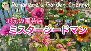 【園芸店】クリスマスローズ、ラックス，多肉植物など今おすすめのお花を地元園芸店の人の説明付きでご紹介　#ミスターシードマン　#クリスマスローズ