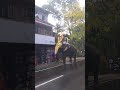 elephant funny cherthala devi temple arattu