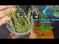 How To Grow Thyme In Water//Easy Thyme, Mint & Rosemary Propagation// Indoor Herb Garden