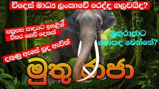 මුතුරාජා ඇතා Muthuraja Tusker ලස්සන දෙරණ Lassana Derana