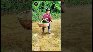 Rice transplanting in china #shorts #viral #agriculture #youtubeshort #short