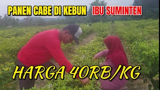 PANEN CABAI RAWIT DI LEBUN IBU SUMINTEN || HARGA 40RB/KG