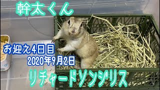 お迎え4日目。【リチャードソンジリスの幹太】