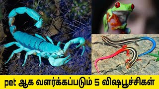 இதெல்லாம் ஒரு pet aah 😱 பூச்சி இது #birds #exotic #pet